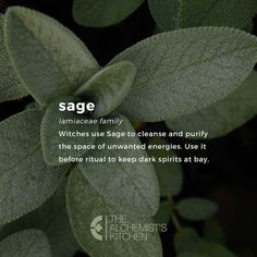 sage leaves with the words sage written below it and an image of what they are