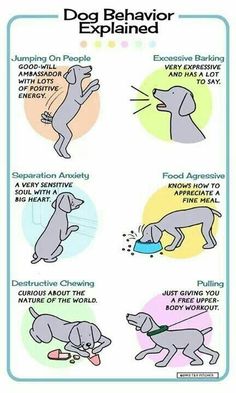 the dog behavior chart shows how dogs are trained for their owner's ability in training