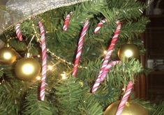 some candy canes are hanging on a christmas tree