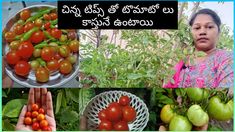 there are many pictures of tomatoes in the garden and one is holding out her hand