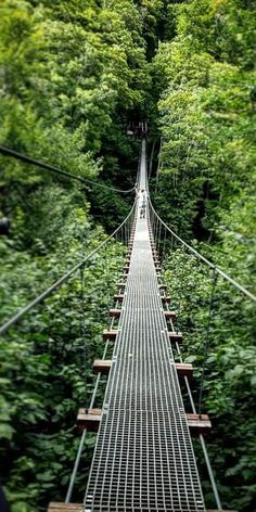 a suspension bridge in the middle of some trees