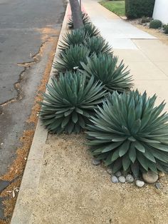 some very pretty plants by the side of the road