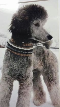 a poodle wearing a scarf standing in the snow