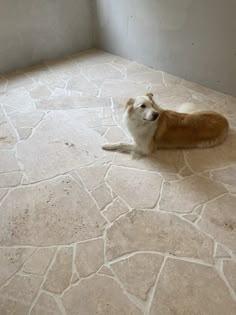 a brown and white dog laying on top of a floor next to a window in a room