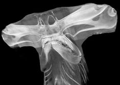 an x - ray image of a dog's head and neck in black and white