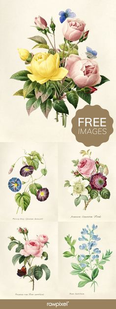 a bunch of flowers that are on top of a white sheet with the words free images below