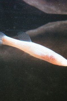 a fish swimming in the water with its long tail sticking out from it's back end