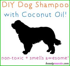 a black and white dog with coconut oil on it's side, next to a sign that says diy dog shampoo with coconut oil