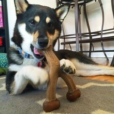 a dog is chewing on a toy while laying on the floor