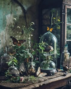 several glass vases filled with plants and butterflies on top of a wooden table next to a window