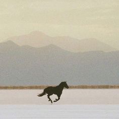 a black horse running across a snow covered field with mountains in the backgroud