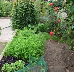 a garden filled with lots of green plants