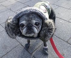 a pug dog wearing a coat and boots on a leash looking at the camera