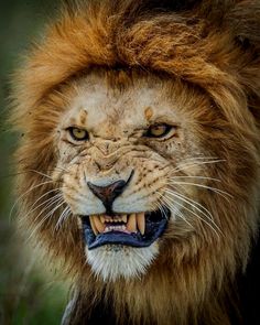 a close up of a lion's face with it's mouth open