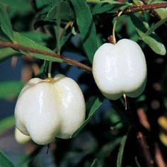 two white fruit hanging from a tree branch