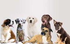 a group of dogs sitting next to each other in front of a white wall with their mouths open