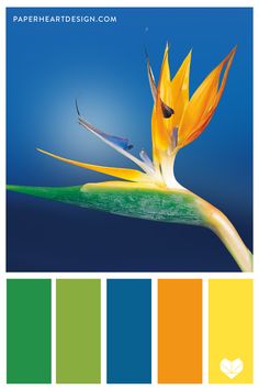 an image of a bird of paradise flower with color swatches in the bottom half