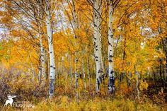 the woods are full of trees with yellow leaves on them and one white deer in the foreground