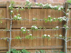 a fence with white flowers growing on it