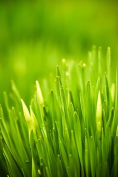 closeup of green grass in the sunlight