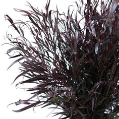 a bush with purple leaves is shown against a white background