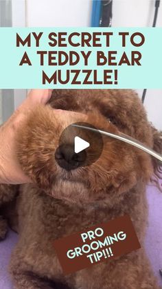 a teddy bear being groomed by a person with a comb and scissors in it's mouth