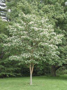 a tree with white flowers in the middle of a grassy area next to some trees