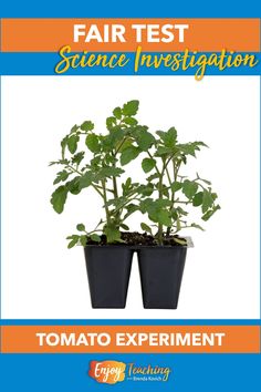 two black pots with plants in them and the text fair test science investigate tomato experiment