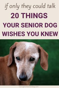 a brown dog with the words, if only they could talk 20 things your senior dog wishes you knew