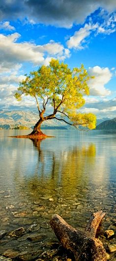 a lone tree sitting on top of a lake next to a large rock covered shore