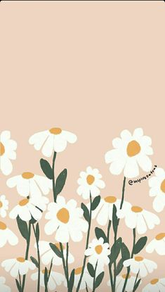 a bunch of white daisies on a pink background