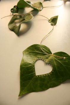 some green leaves with holes in them on a white counter top and one has a heart cut out