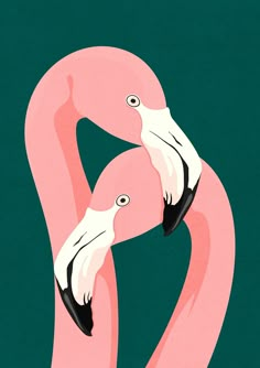 two pink flamingos standing next to each other