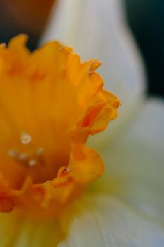 the center of an orange and white flower with drops of water on it's petals