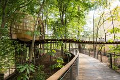 a walkway in the middle of a forest with lots of trees and plants on both sides