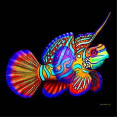 a colorful fish on a black background