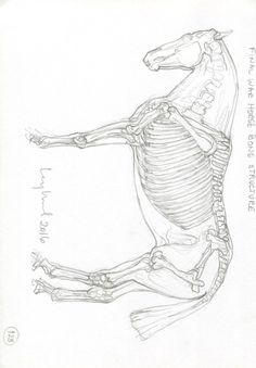 a drawing of a horse's skeleton with the lower body and upper leg visible