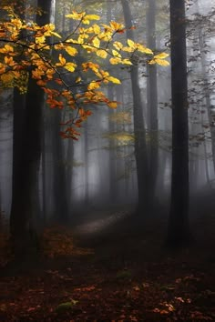 a forest filled with lots of tall trees covered in fall colored leaves and foggy skies