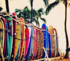 many surfboards are lined up next to each other on the beach with palm trees in the background