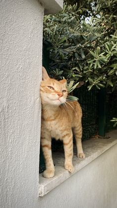 an orange and white cat standing on top of a window sill next to a bush