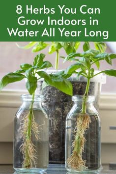 8 Herbs You Can Grow Indoors in Water All Year Long Herbs In Water, Growing Herbs Indoors, Herb Garden In Kitchen, Garden Remedies, Household Plants, Plant Care Houseplant, Indoor Vegetable Gardening, Growing Plants Indoors