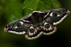 a large butterfly sitting on top of a green leaf