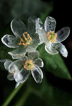 three clear flowers with yellow stamens and green leaves