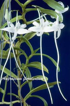 the white flowers are blooming on the plant with long stems and green leaves in front of a dark blue background