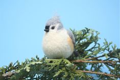 a small bird sitting on top of a tree branch with blue sky in the background