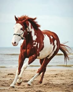 a brown and white horse is running on the beach