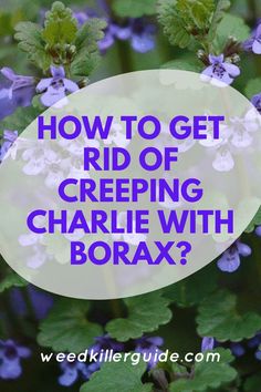 purple flowers with the words how to get rid of creeping charlie with borax?