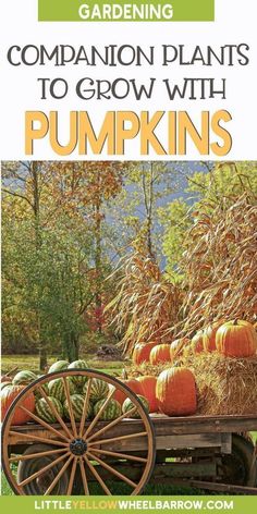 We have the complete list of companion plants to plant near or with your pumpkins to ensure a happyhealthybountiful harvestWe have a companion plant that will help your vines thriveno matter what type of pumpkin you're planning on growing this yearWe also show you the plants you should never plant next to pumpkinshopefully list helps take your gardening game up a notch and makes for an enjoyable fall harvest. Garden Design Ideas On A Budget, Growing Mint, Best Pumpkin Patches, Planting Sunflowers