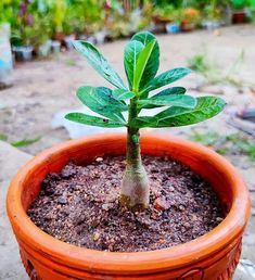 a small tree is growing out of the ground in a potted plant with dirt around it