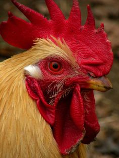 a close up of a rooster's head with red comb and white patches on it